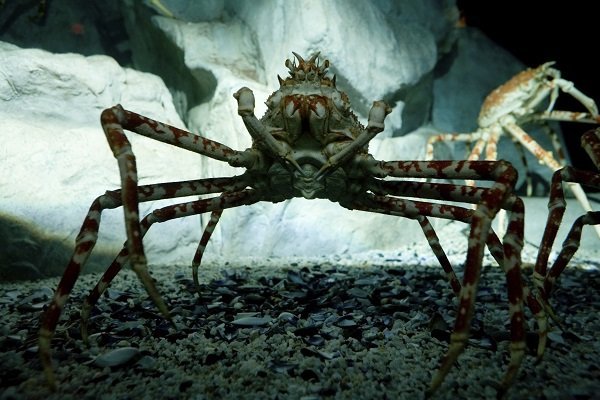 Japanese Spider Crab