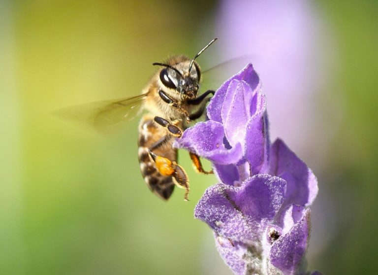 Joyeuse Journée de l’abeille!