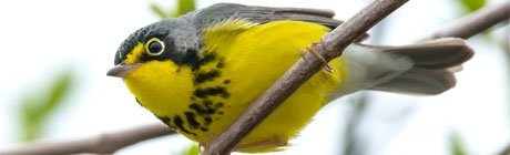 Voici l’autre oiseau nommé après le Canada…