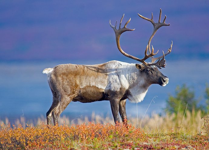 Protéger les caribous et leur habitat qui rétrécit !