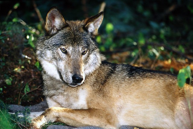 Tout savoir sur le loup de l’Est