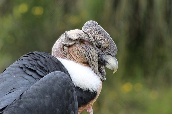 Male Andean Condor