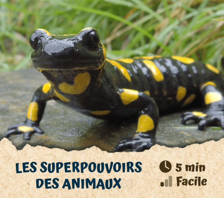 Les superpouvoirs des animaux