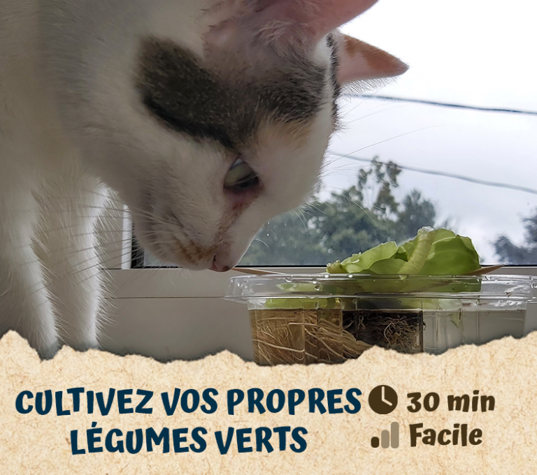 Cultivez vos propres légumes verts