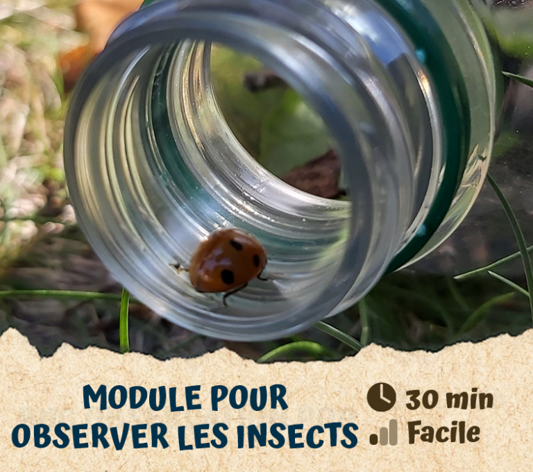 Module pour observer les insects