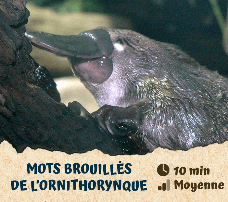 Mots brouillés de l’ornithorynque