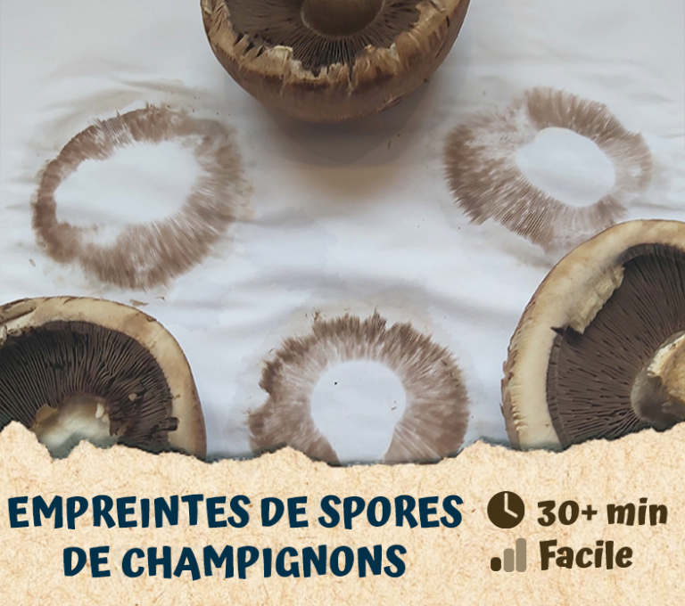 Empreintes de spores de champignons