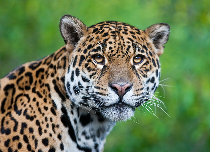 Sauvons la jungle des jaguars !