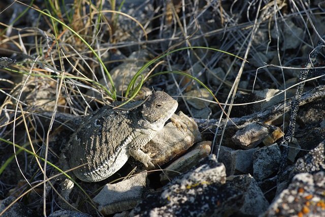 Tout savoir sur le Grand iguane à petites cornes