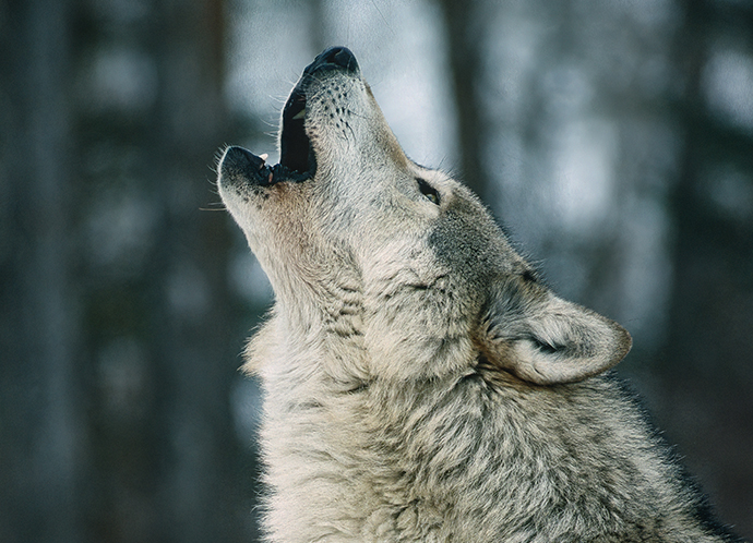 Le loup gris