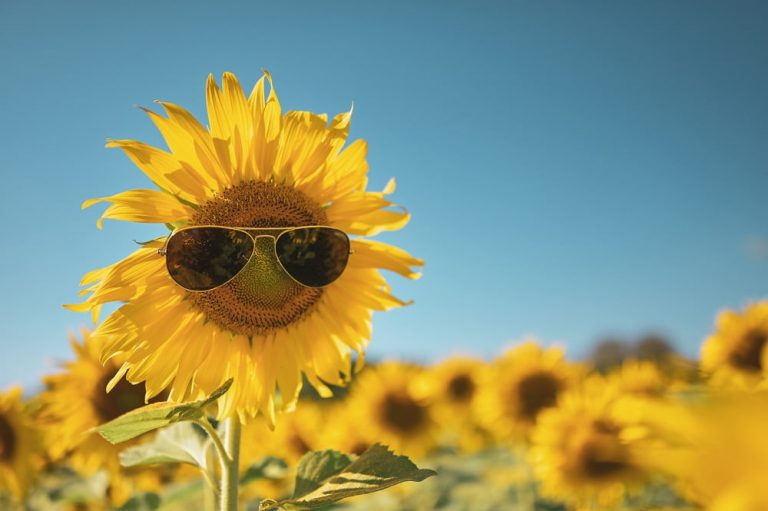 On aime le soleil (et on n’est pas les seuls)