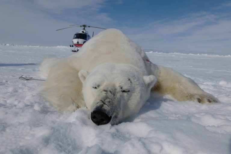 Une expédition arctique dans la mer de Beaufort avec le spécialiste des ours blanc Nick Paroshy