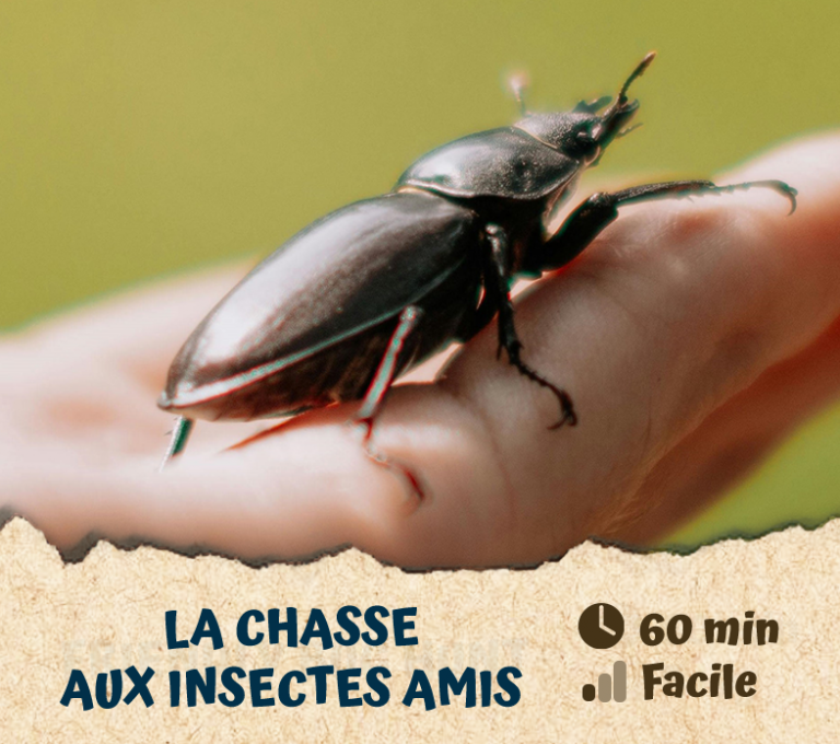 La chasse aux insectes amis