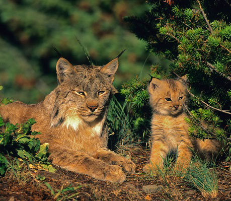 Tout savoir sur le lynx!