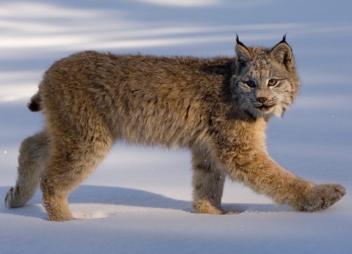 Lynx du Canada