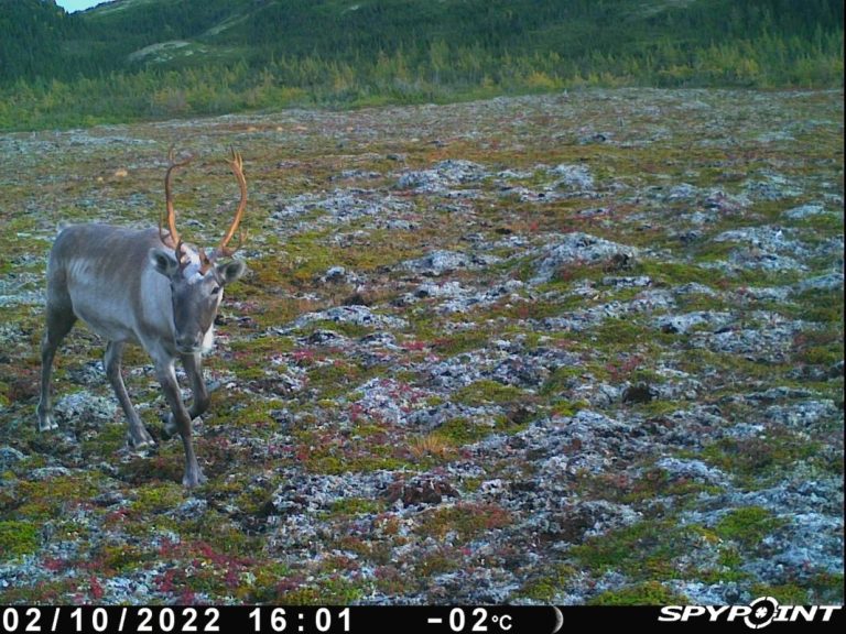 CariBOU-YAH! Une aventure dans les tourbières du pergélisol avec Yifeng Wang