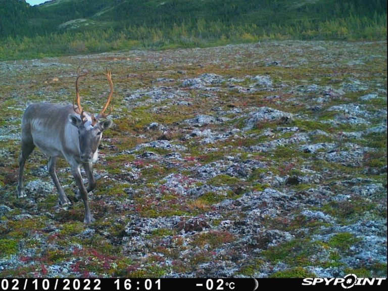 CariBOU-YAH! Une aventure dans les tourbières du pergélisol avec Yifeng Wang