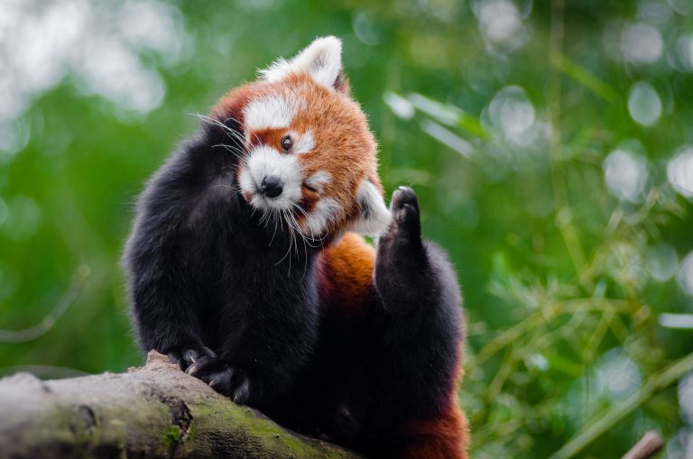 Des nouvelles « pandastiques » des pandas roux !