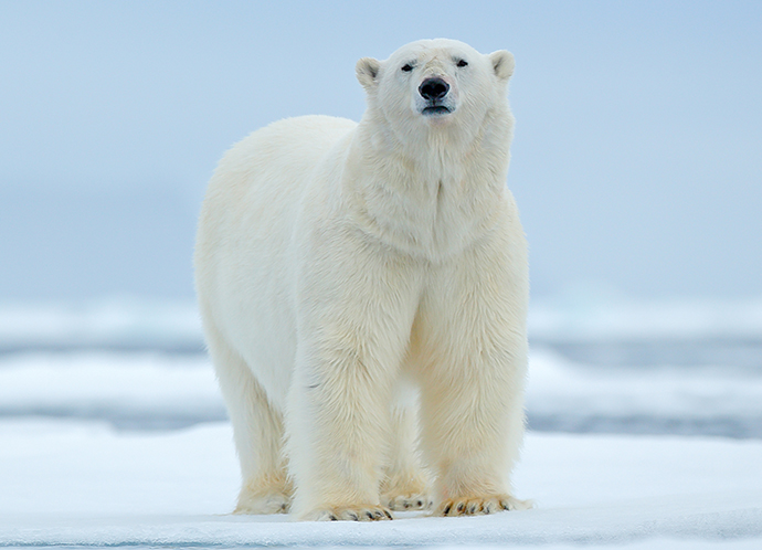 Préserver les ours blancs et protéger leur habitat glacial !