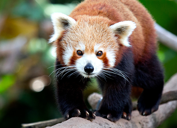 Des habitants à la rescousse des pandas roux !