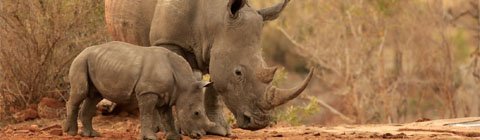 Utiliser les STIM pour sauver les rhinocéros