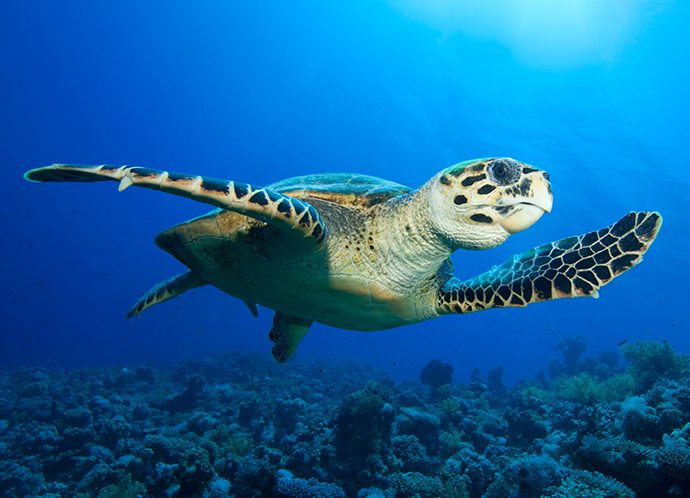 Tortue marine