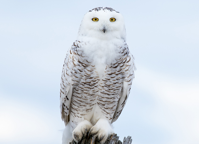 Le harfang des neiges &  Le polatouche & Le renard roux