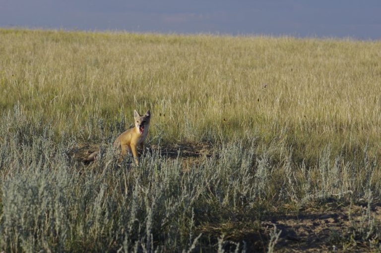 Avez-vous adopté un renard véloce cette année? Voici ce que nous avons accompli ensemble!