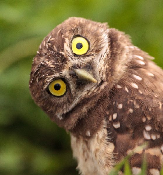 Es-tu un chat, un hibou, un écureuil ou un caribou ?
