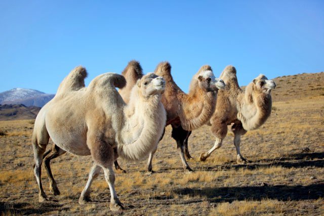 Les bosses du chameau