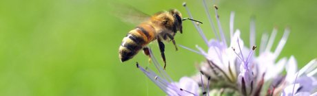 Construisez votre propre condominium pour abeilles