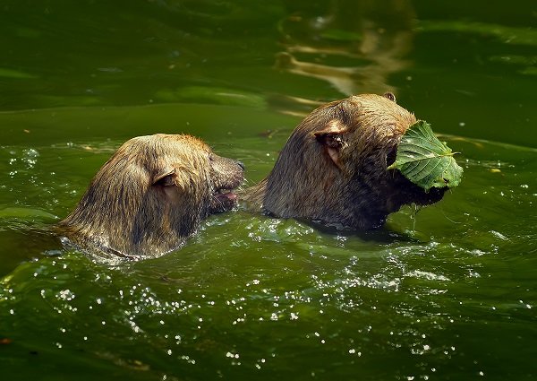 bush dog (Speothos venaticus)