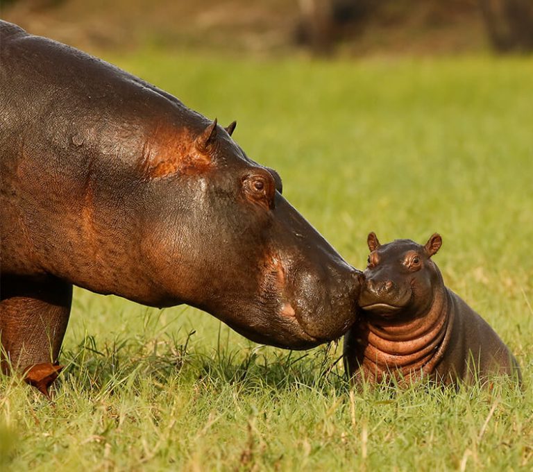 Qu’en sais-tu des hippopotames?