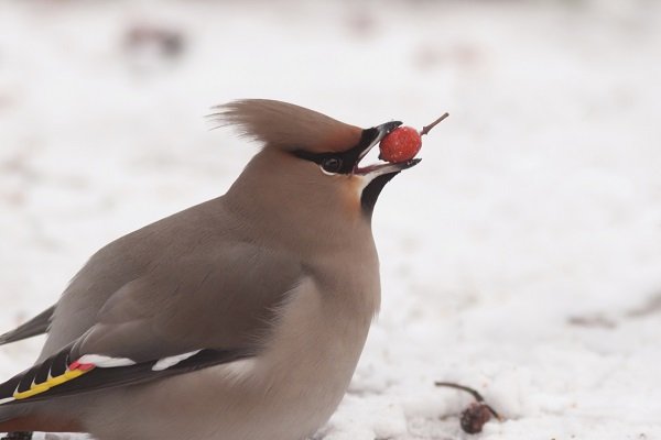 cedar waxwings