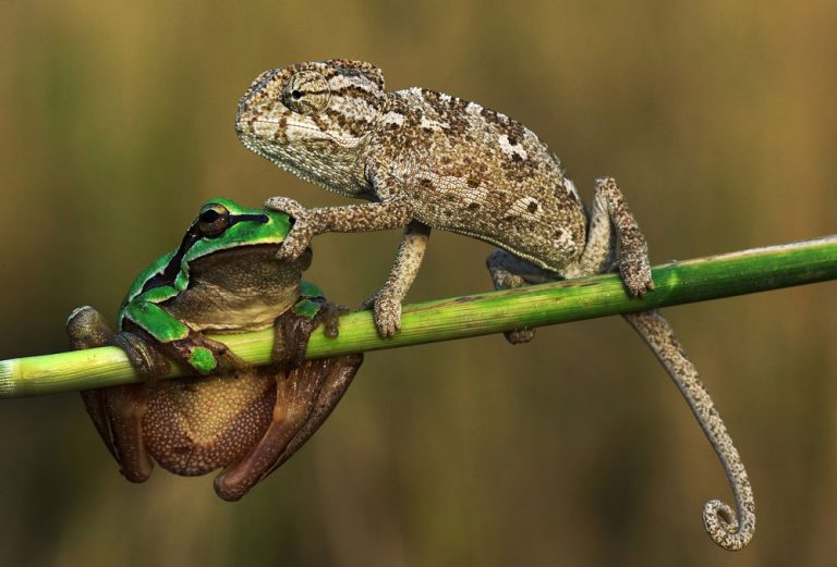 Trouve la légende ! à quoi pense le caméléon ?