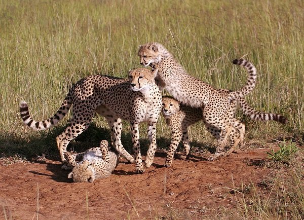 Les dix principales familles d’animaux