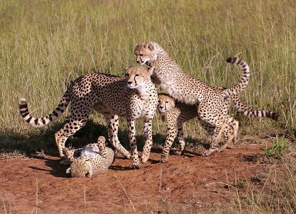 cheetah family cats