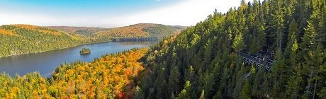 Les loups de l’Est du parc national de la Mauricie