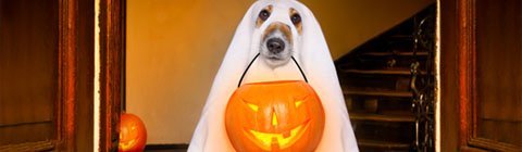 Comment célébrer l’Halloween de façon écolo