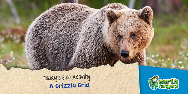 Éco-activité du jour: Une grille grisante sur grizzly