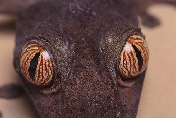 Leaf-Tail Gecko