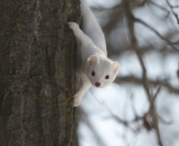 Compte à rebours des animaux qui changent de couleur en hiver