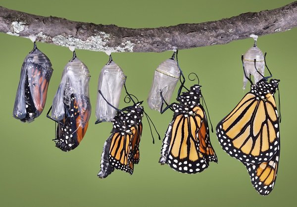 monarch butterfly livecycle