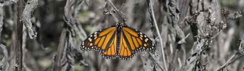 Le changement climatique et certains insectes royaux