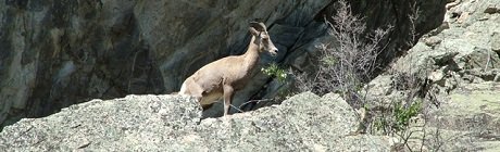 Dix des réserves nationales de faune les plus géniales au Canada