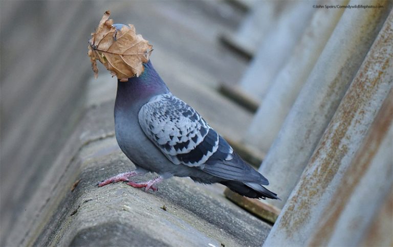 Trouve la légende ! À quoi pense ce pigeon ?