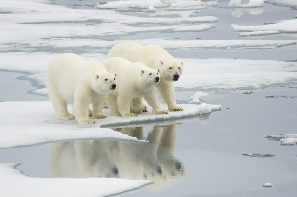 polar bears melted sea ice climate change