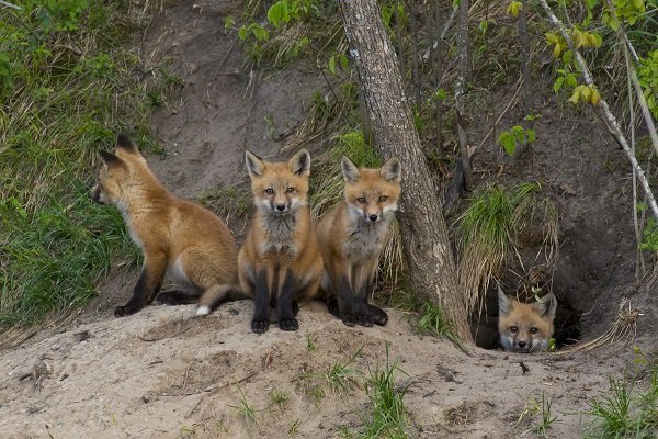 red fox cubs and den
