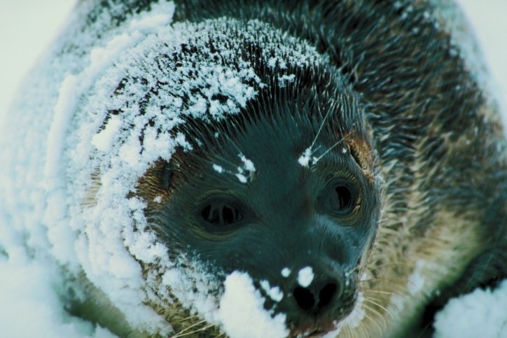 ringed seal