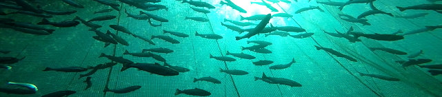 Parcs Canada et la sauvegarde du saumon de l’Atlantique